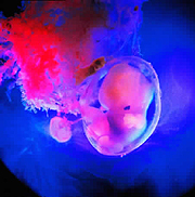 Experimentación con células embrionarias: se acaba el tinglado